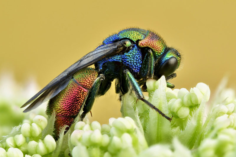 Cuckoo wasp, photo by Sven Damerow