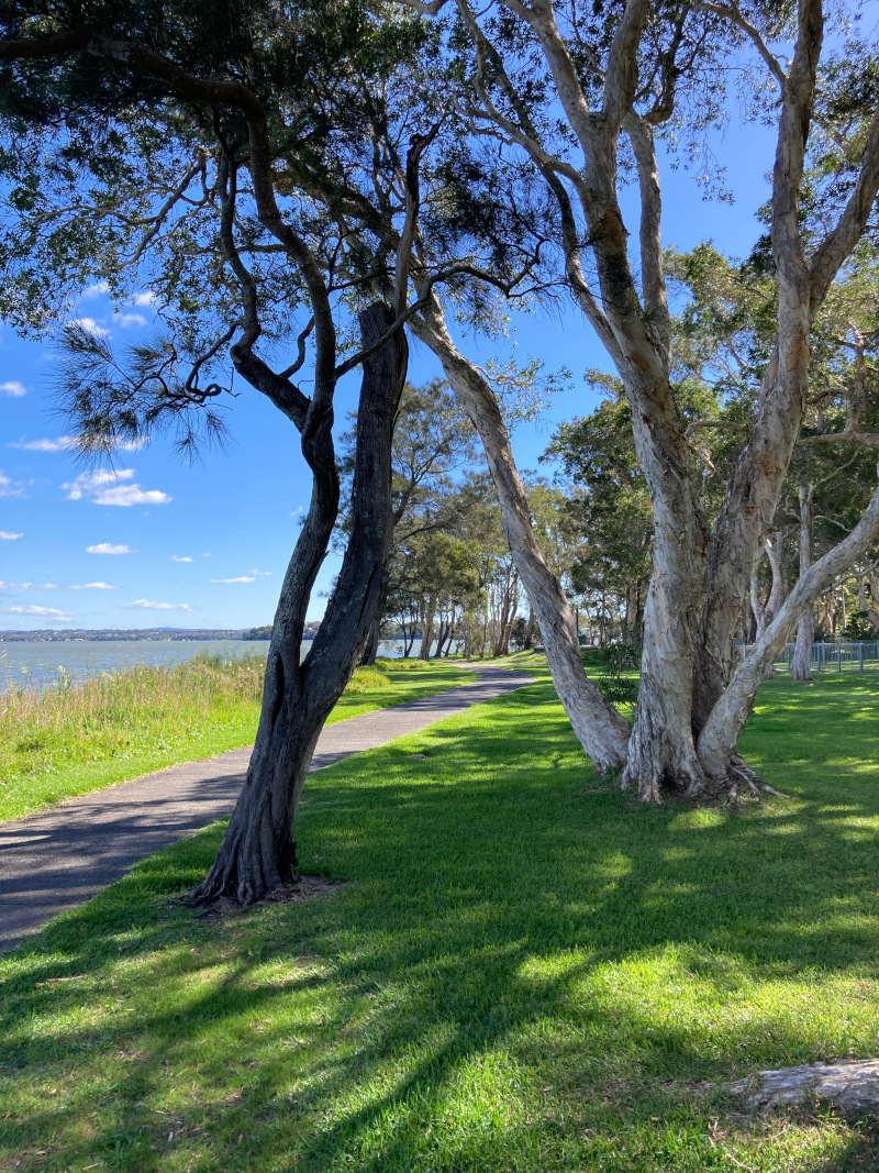A scenic pathway lined with trees runs beside Budgewoi Lake. Green grass is abundant. A clear blue sky with scattered clouds is in the background.